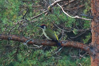 Grønnspett, Green Woodpecker (Huser, Asmaløy)