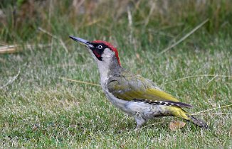 Grønnspett, Green Woodpecker (Sarpebakke, Råde)