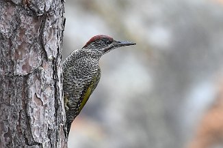 Grønnspett, Green Woodpecker (Brentetangen, Rygge)