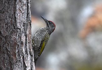 Grønnspett, Green Woodpecker (Brentetangen, Rygge)