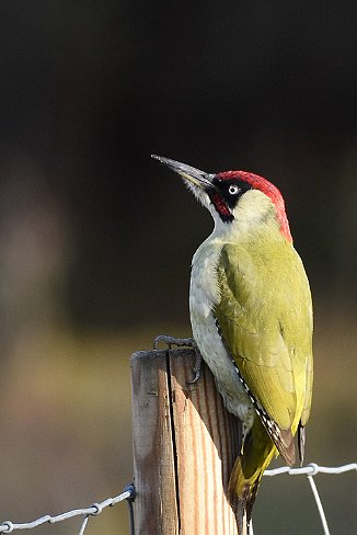 Grønnspett, Green Woodpecker (Skipstadkilen, Asmaløy)