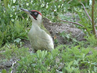 Grønnspett, Green Woodpecker (Sande)