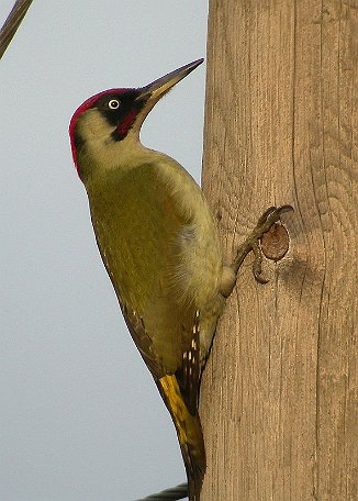 Grønnspett, Green Woodpecker (Andersrød, Råde)
