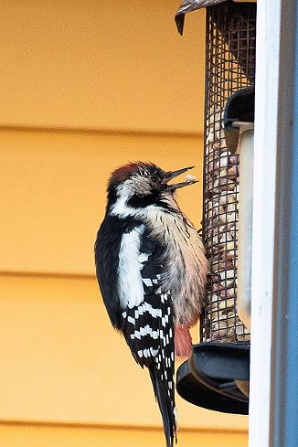 Mellomspett, Middle Spotted Woodpecker (Årnes, Gibostad)