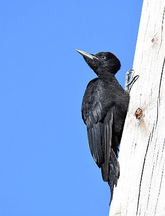 Svartspett, Black Woodpecker (Utnehaugen, Onsøy)