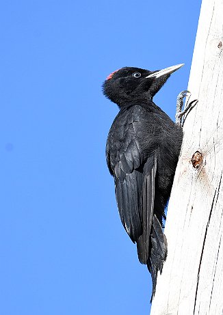 Svartspett, Black Woodpecker (Utnehaugen, Onsøy)
