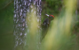 Svartspett, Black Woodpecker (Stange)