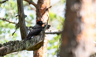 Svartspett, Black Woodpecker (Stange)
