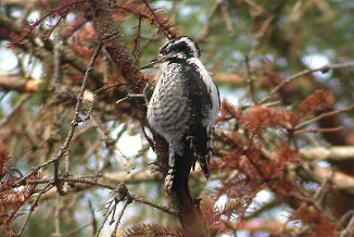 Tretåspett, Three-toed Woodpecker (Alby-Jeløy, Moss)