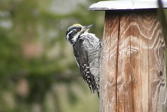 Tretåspett, Three-Toed Woodpecker (Hovdalsvatnet, Frosta)
