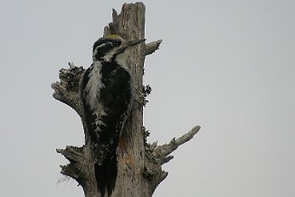 Tretåspett, Three-Toed Woodpecker (Hovdalsvatnet, Frosta)
