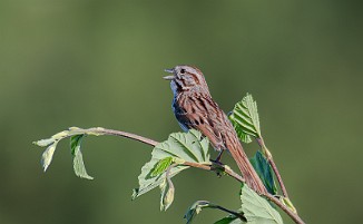 Sangspurv, Song Sparrow (Fossumvatnet, Steinkjer)