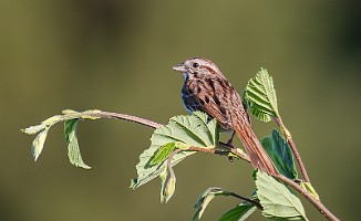 Sangspurv, Song Sparrow (Fossumvatnet, Steinkjer)