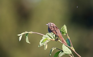 Sangspurv, Song Sparrow (Fossumvatnet, Steinkjer)