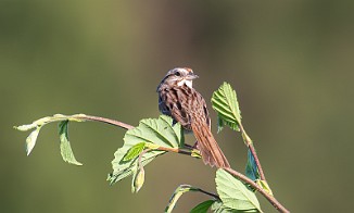 Sangspurv, Song Sparrow (Fossumvatnet, Steinkjer)