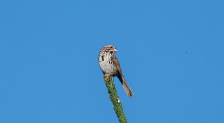 Sangspurv, Song Sparrow (Fossumvatnet, Steinkjer)