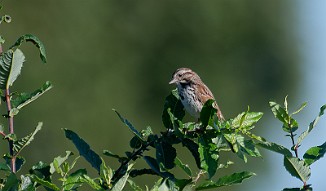 Sangspurv, Song Sparrow (Fossumvatnet, Steinkjer)