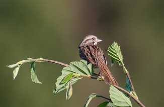 Sangspurv, Song Sparrow (Fossumvatnet, Steinkjer)