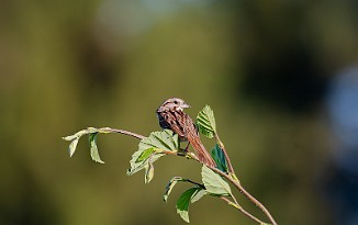 Sangspurv, Song Sparrow (Fossumvatnet, Steinkjer)