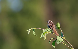 Sangspurv, Song Sparrow (Fossumvatnet, Steinkjer)