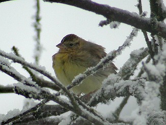 Sibirspurv, Yellow-breasted Bunting (Sauherad)