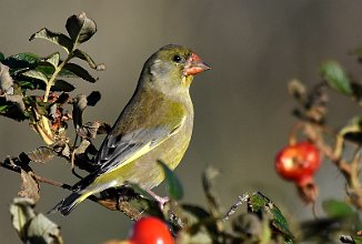 Grønnfink, Greenfinch (Utsira)