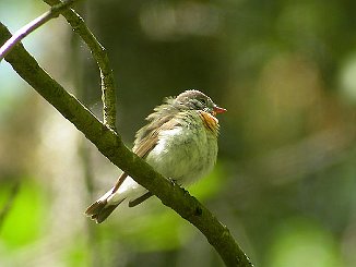 Dvergfluesnapper, Red-breasted Flycatcher (Alby, Jeløya)