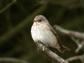 Grå fluesnapper, Spotted Flycatcher (Herberg, Utsira)
