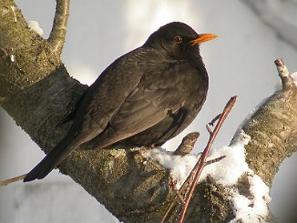 Svarttrost, Common Blackbird (Viker, Hvaler)
