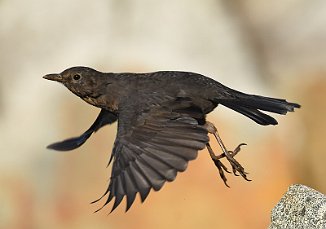 Svarttrost, Common Blackbird (Utsira)