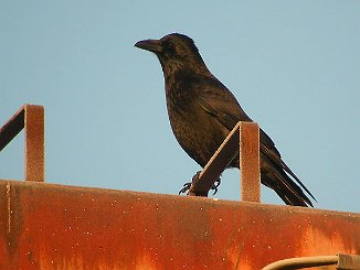 Svartkråke, Carrion Crow (Seut, Fredrikstad)