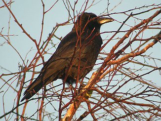 Svartkråke, Carrion Crow (Seut, Fredrikstad)