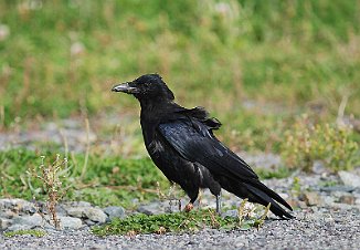 Svartkråke, Carrion Crow (Utsira)