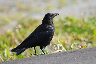Svartkråke, Carrion Crow (Utsira)