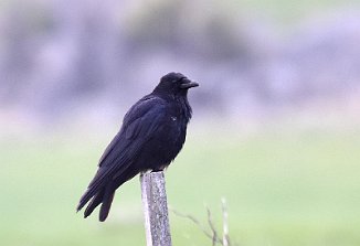 Svartkråke, Carrion Crow (Stave, Lista)