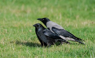 Svartkråke, Carrion Crow (Lista fyr)
