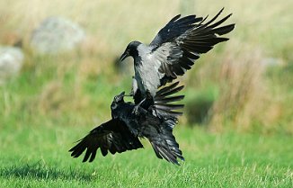 Svartkråke, Carrion Crow (Lista fyr)