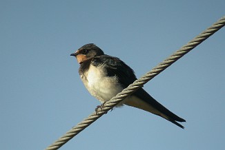 Låvesvale, Barn Swallow (Kurefjorden, Råde)
