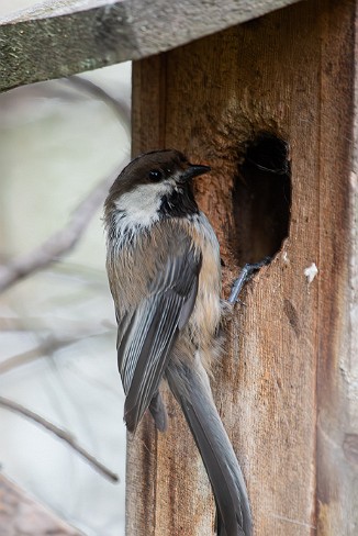 Lappmeis, Siberian Tit (96-høyda, Pasvik)