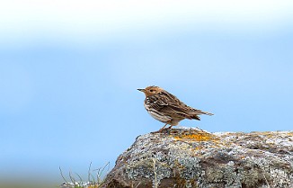 Lappiplerke, Red-throated Pipit (Vadsøya)