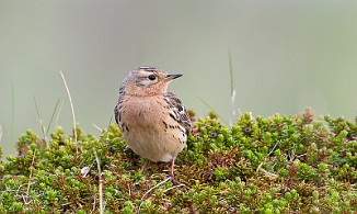 Lappiplerke, Red-throated Pipit (Vadsøya)