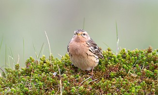 Lappiplerke, Red-throated Pipit (Vadsøya)