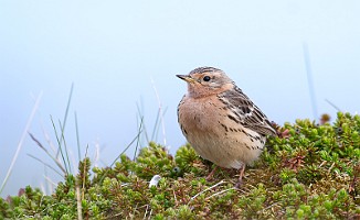 Lappiplerke, Red-throated Pipit (Vadsøya)