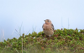 Lappiplerke, Red-throated Pipit (Vadsøya)