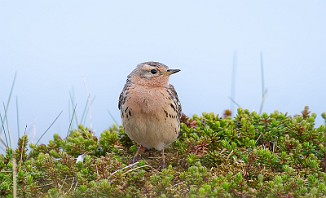 Lappiplerke, Red-throated Pipit (Vadsøya)