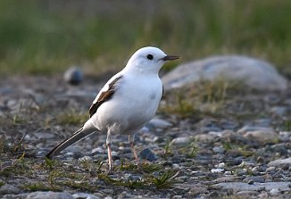 Linerle, White Wagtail (Frosta)