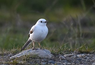 Linerle, White Wagtail (Frosta)