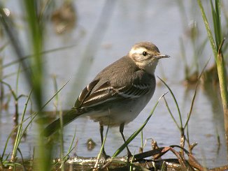 Sitronerle, Citrine Wagtail (Oven, Råde)