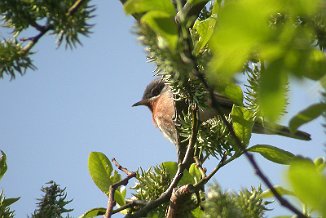 Rødsmekksanger, Eastern Subalpine Warbler (Skottjern, Arendal
