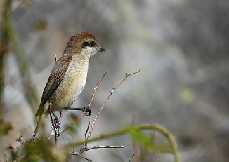 Brunvarsler, Brown Shrike (Utsira)